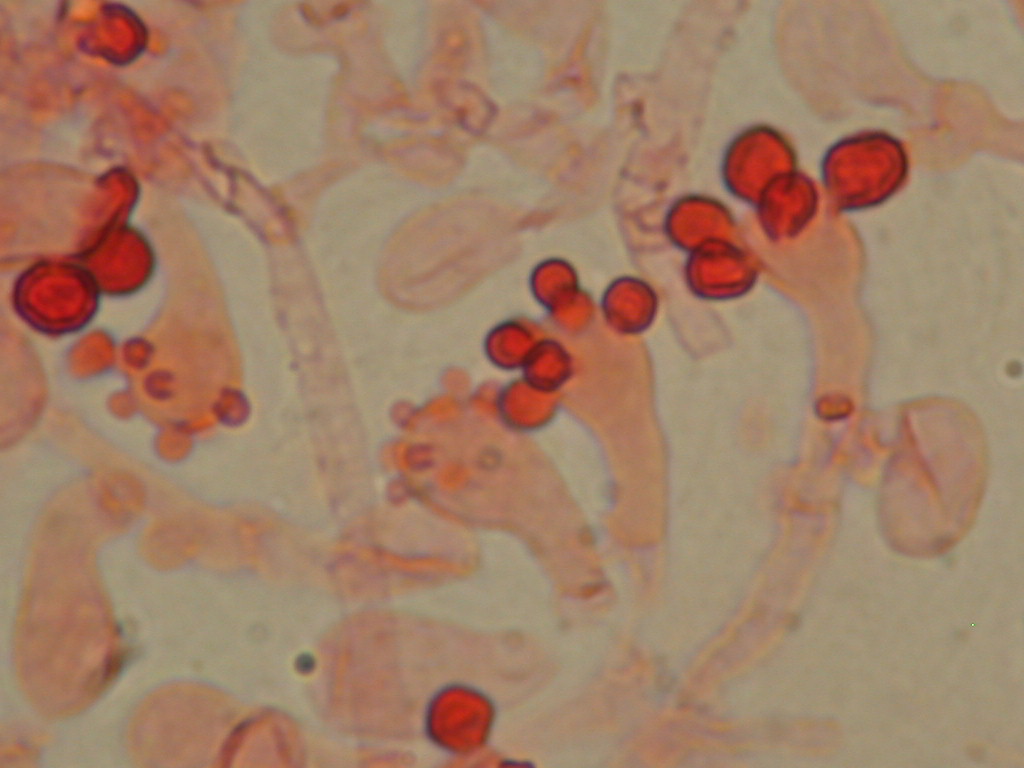 Arriva con il caldo...   QUIZ